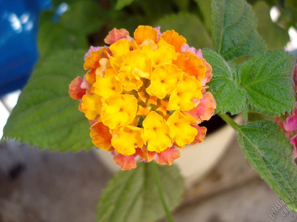 Lantana camara -bush lantana- flower.
