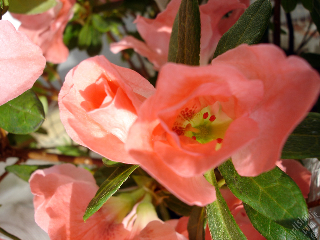 Pink color Azalea -Rhododendron- flower.
