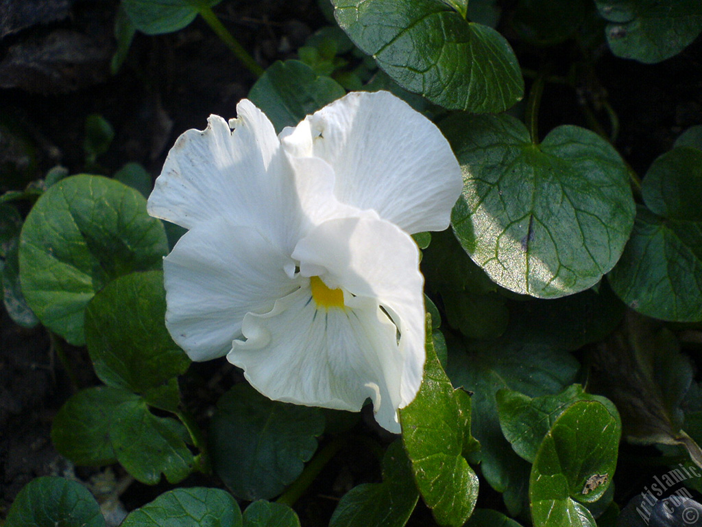 White color Viola Tricolor -Heartsease, Pansy, Multicoloured Violet, Johnny Jump Up- flower.
