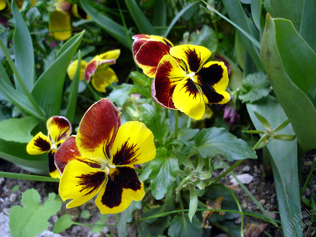 Yellow color Viola Tricolor -Heartsease, Pansy, Multicoloured Violet, Johnny Jump Up- flower.
