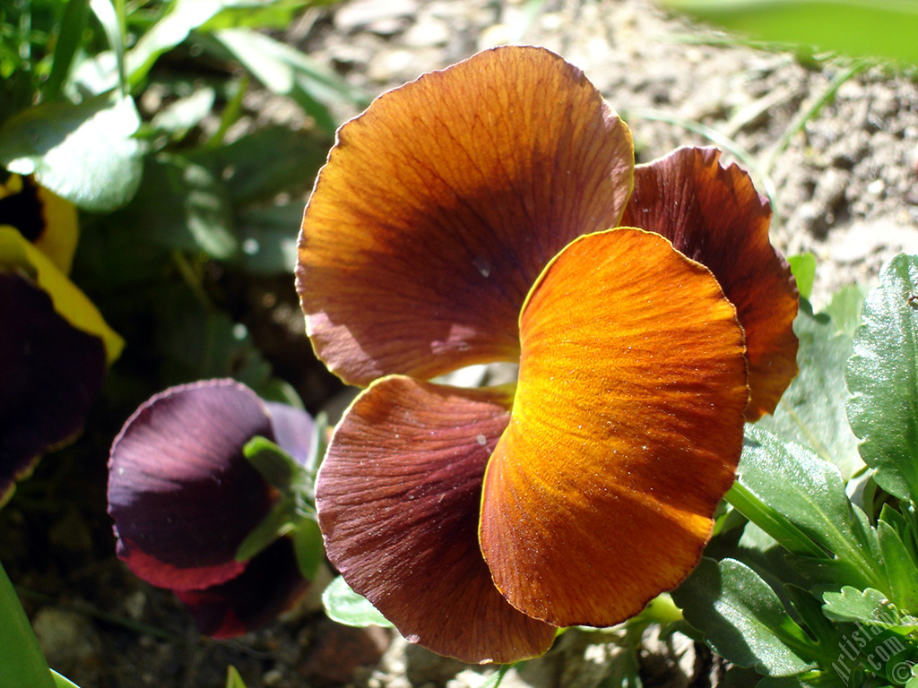 Brown color Viola Tricolor -Heartsease, Pansy, Multicoloured Violet, Johnny Jump Up- flower.
