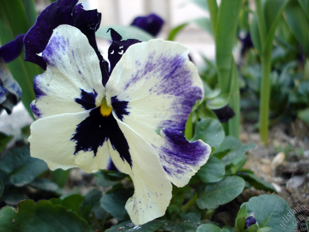 White color Viola Tricolor -Heartsease, Pansy, Multicoloured Violet, Johnny Jump Up- flower.
