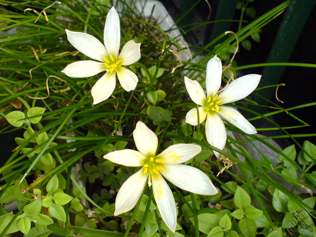 White color flower similar to lily.
