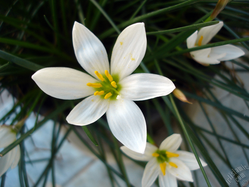 White color flower similar to lily.
