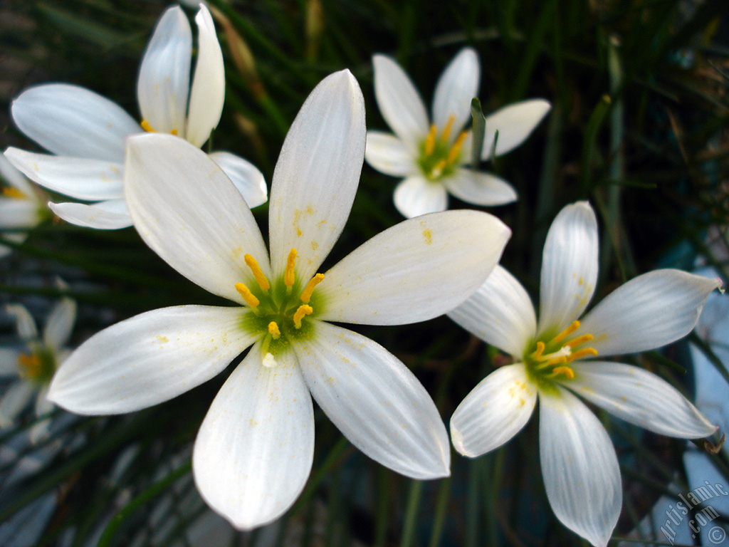 White color flower similar to lily.
