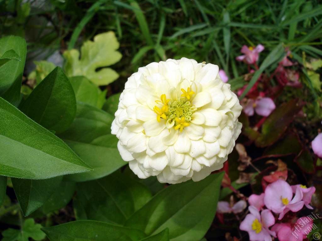 Dahlia flower.
