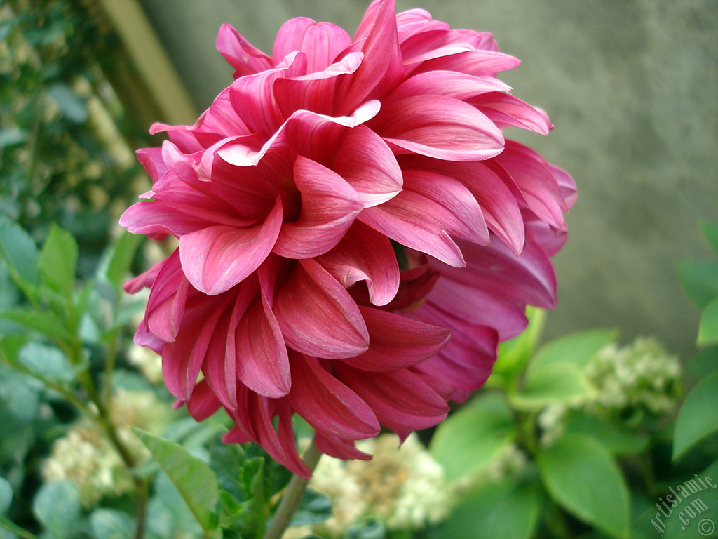 Dahlia flower.
