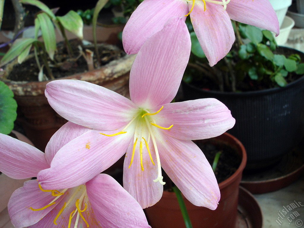 Pink color flower similar to lily.
