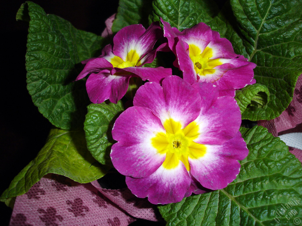 Primrose flower.
