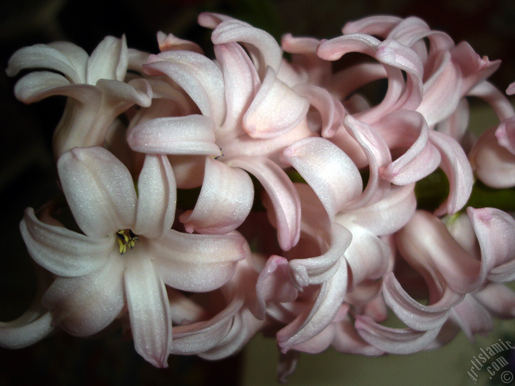 Pink color Hyacinth flower.
