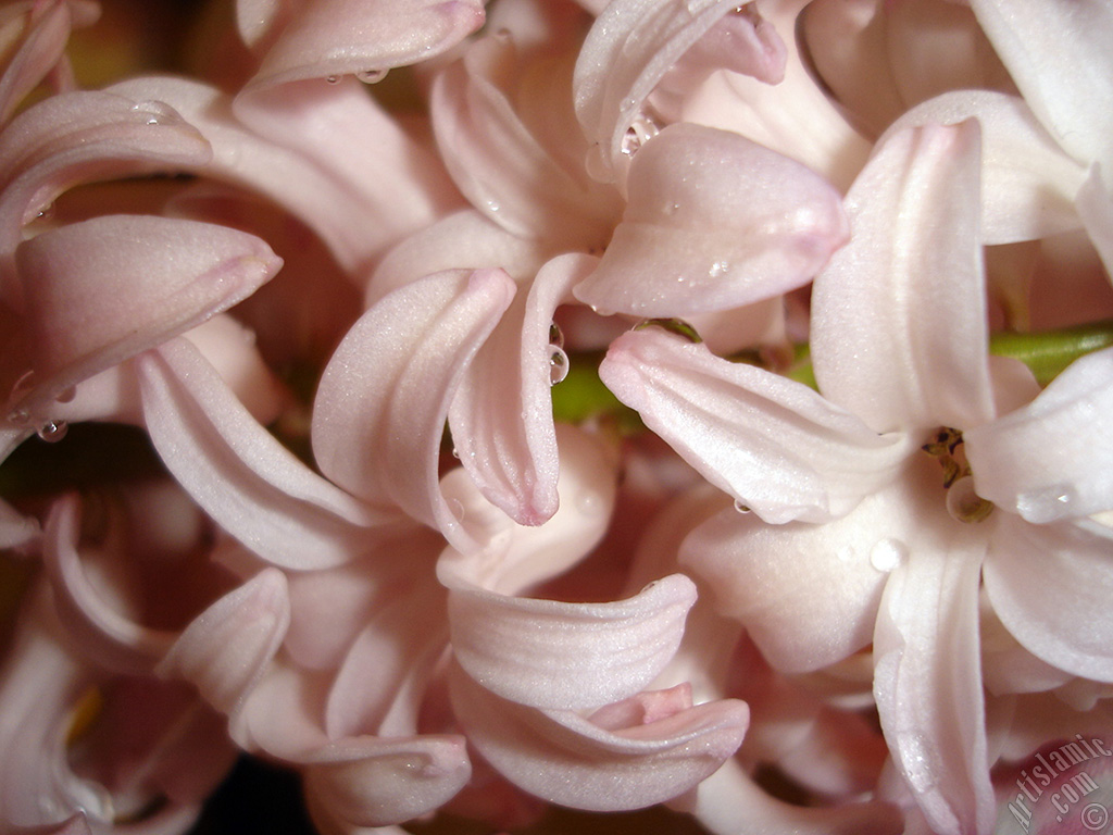 Pink color Hyacinth flower.
