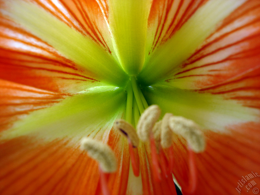 Red color amaryllis flower.
