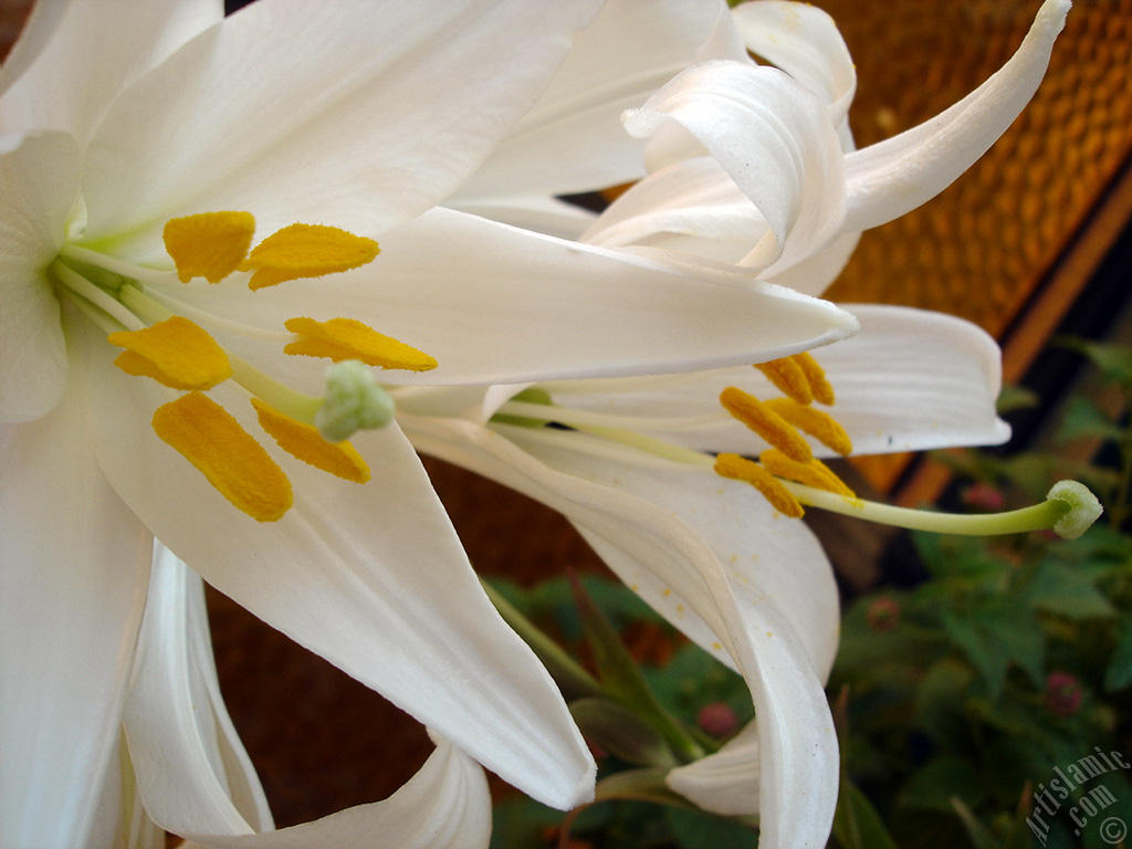 White color amaryllis flower.
