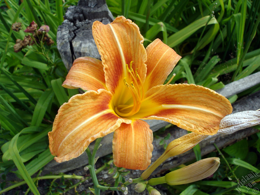 Orange color daylily -tiger lily- flower.
