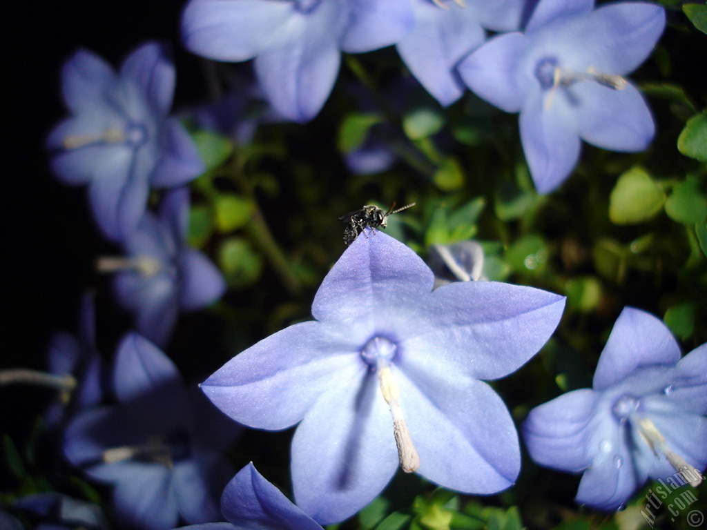 Balloon Flower -Chinese Bellflower-.
