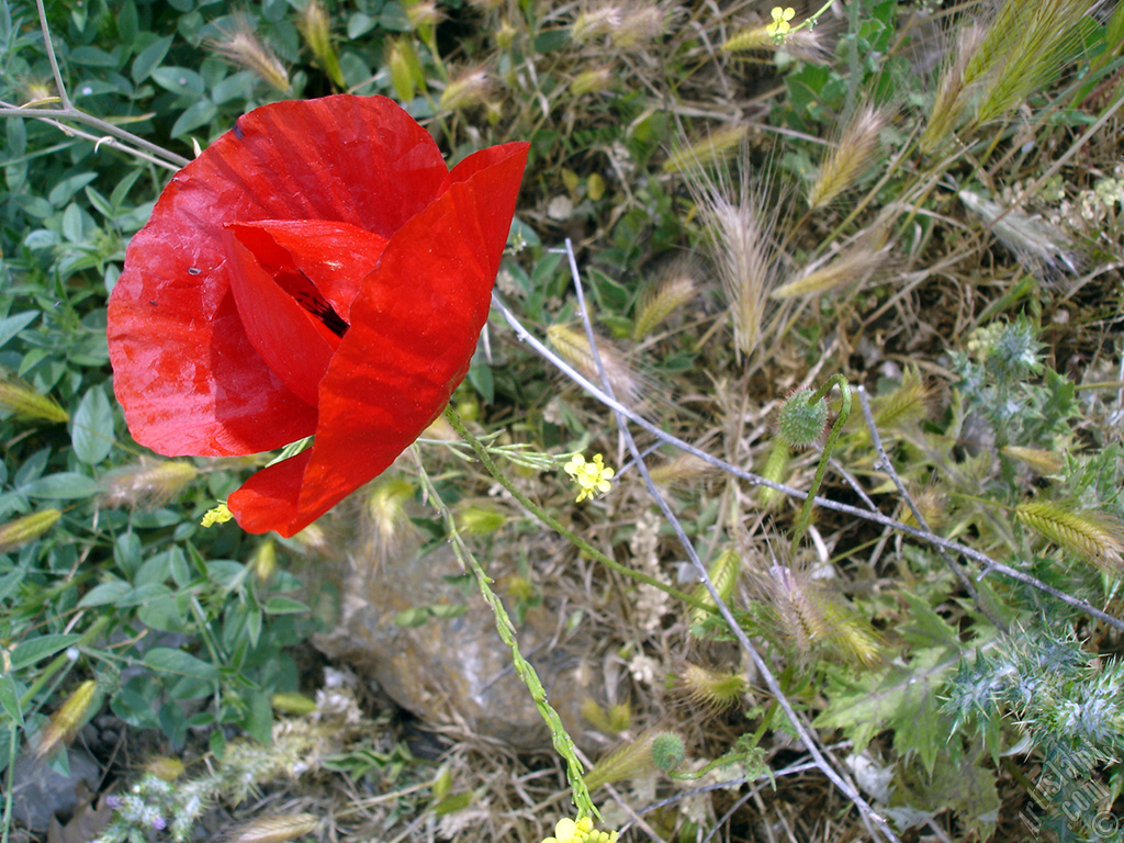 Red poppy flower.
