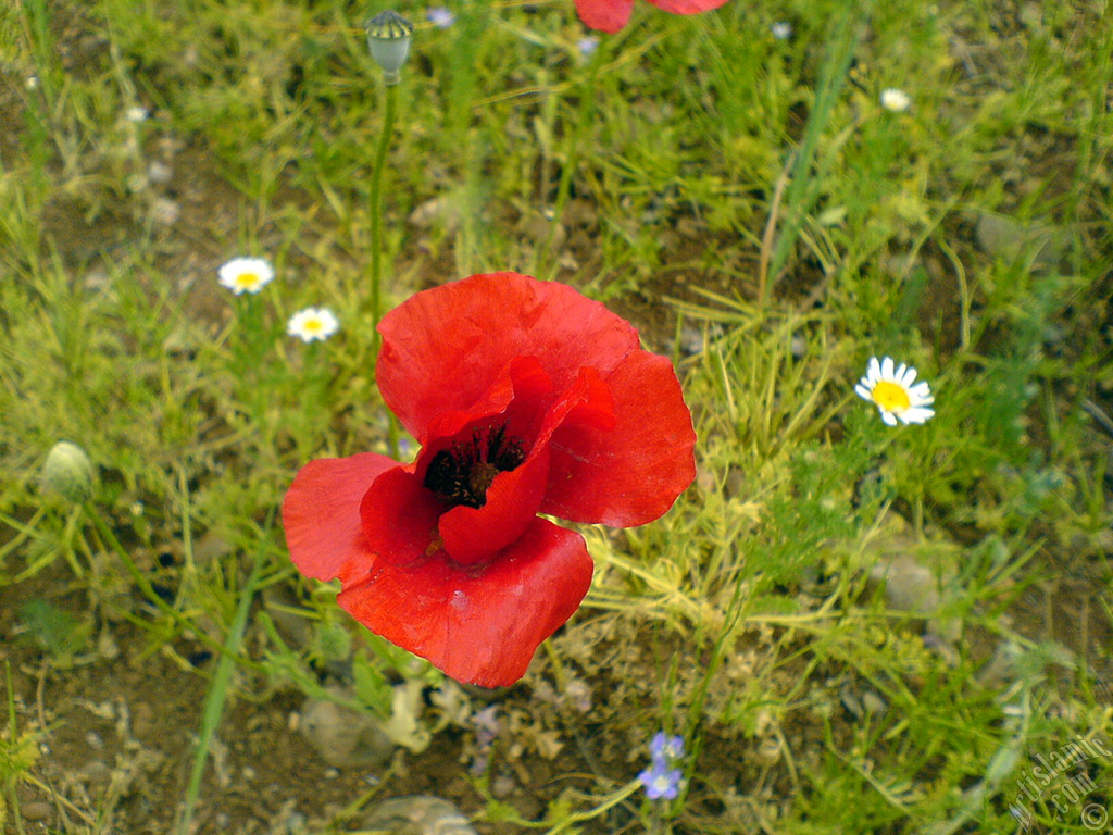 Red poppy flower.
