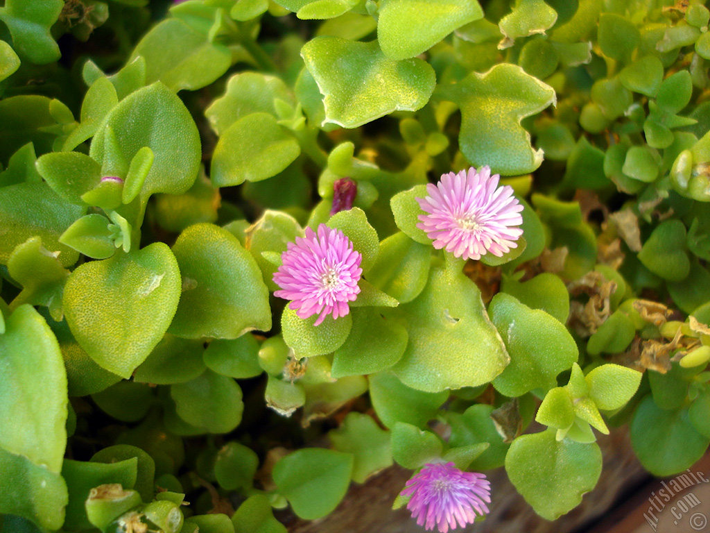 Heartleaf Iceplant -Baby Sun Rose, Rock rose- with pink flowers.
