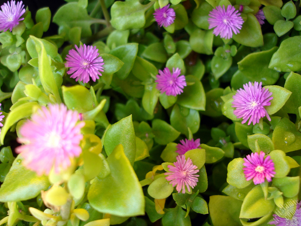 Heartleaf Iceplant -Baby Sun Rose, Rock rose- with pink flowers.
