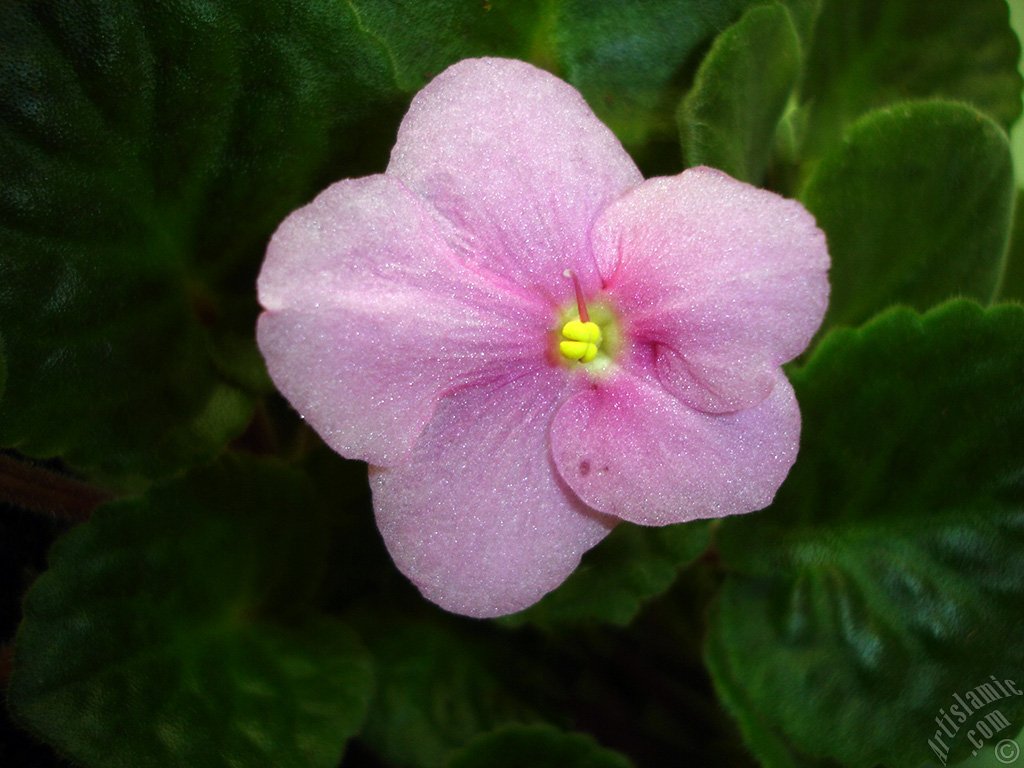 Pink color African violet.
