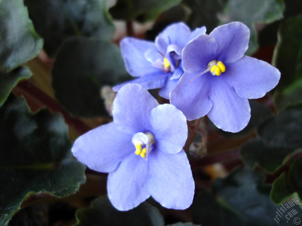 Purple color African violet.
