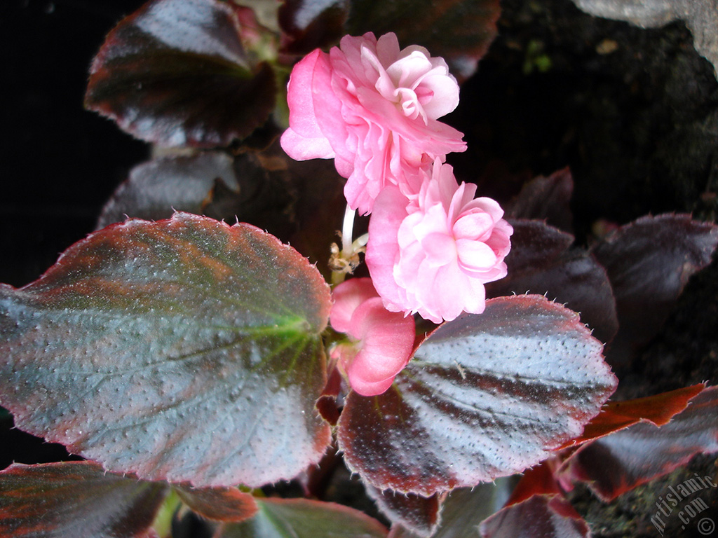 Wax Begonia -Bedding Begonia- with pink flowers and brown leaves.
