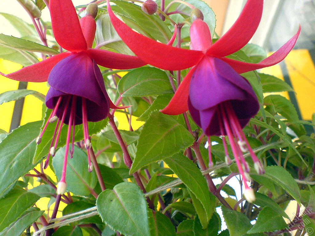 Red and purple color Fuchsia Hybrid flower.
