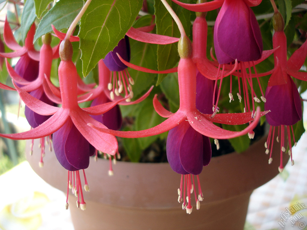 Red and purple color Fuchsia Hybrid flower.
