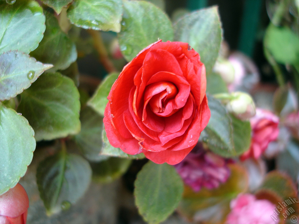 Red color Begonia Elatior flower.
