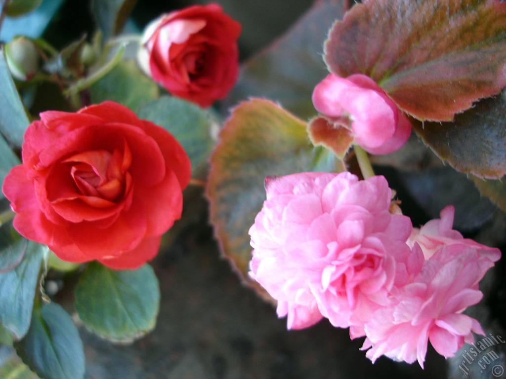 Red color Begonia Elatior flower.
