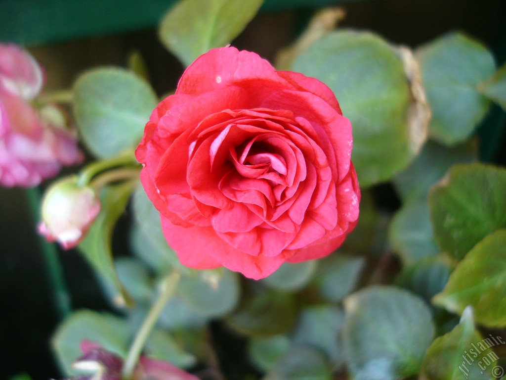 Red color Begonia Elatior flower.
