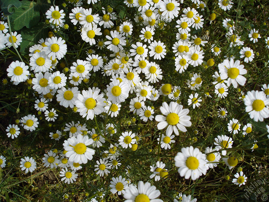 Field Daisy -Ox Eye, Love-Me-Love-Me-Not, Marguerite, Moon Daisy- flower.
