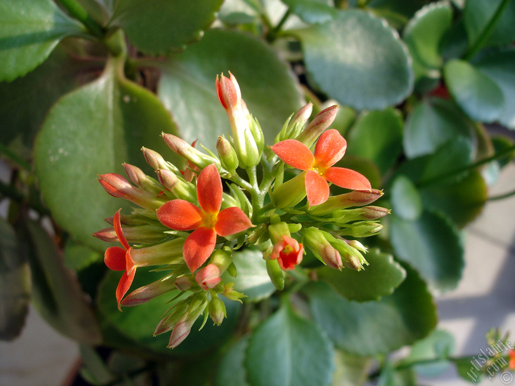 Kalanchoe plant`s flower.
