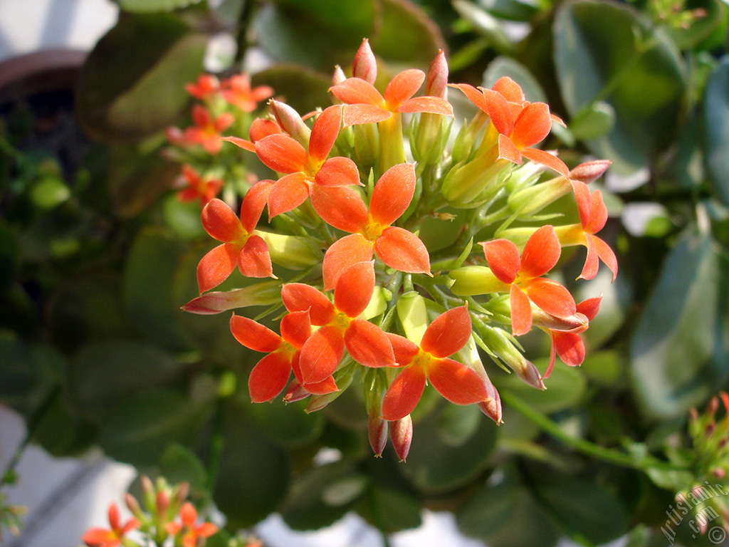 Kalanchoe plant`s flower.
