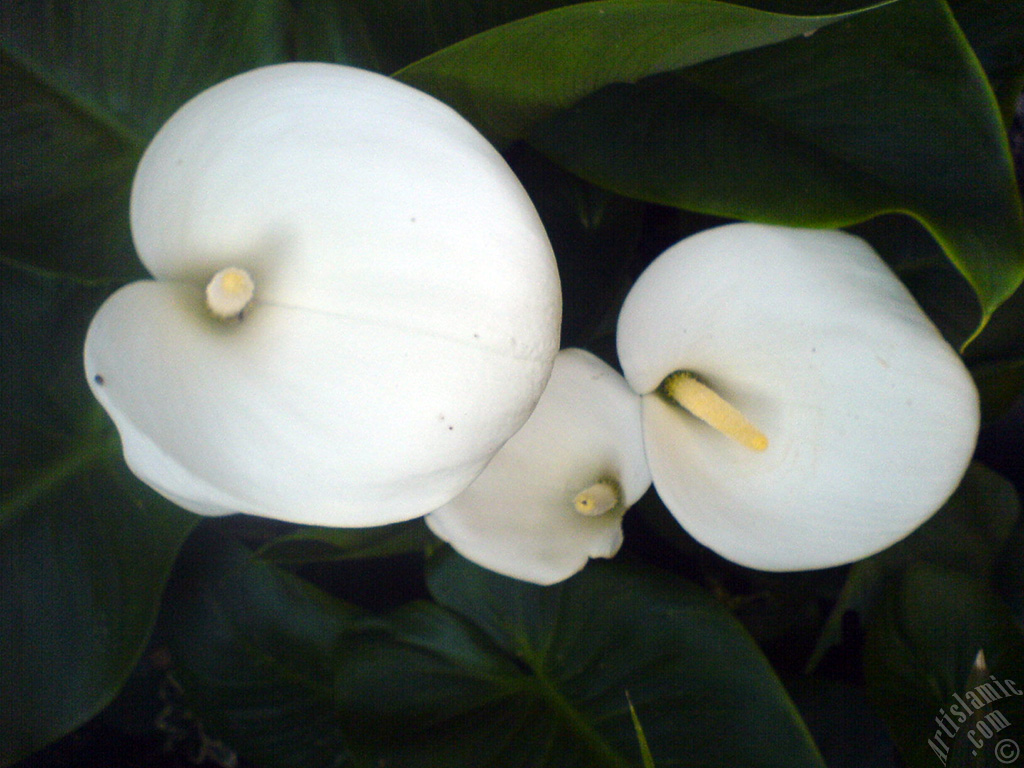 White color Arum Lily -Calla Lily- flower.
