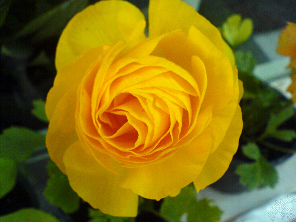 A yellow flower in the pot.
