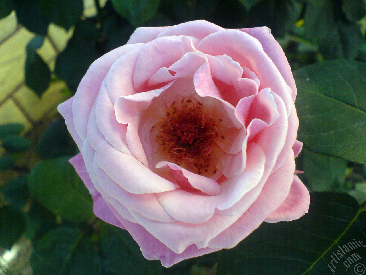 Pink rose photo.
