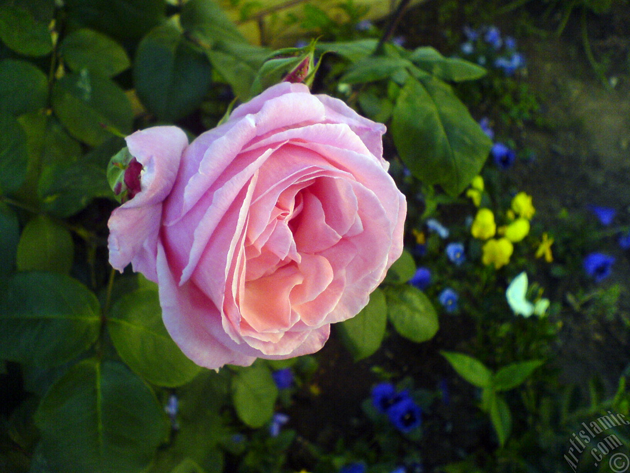 Pink rose photo.
