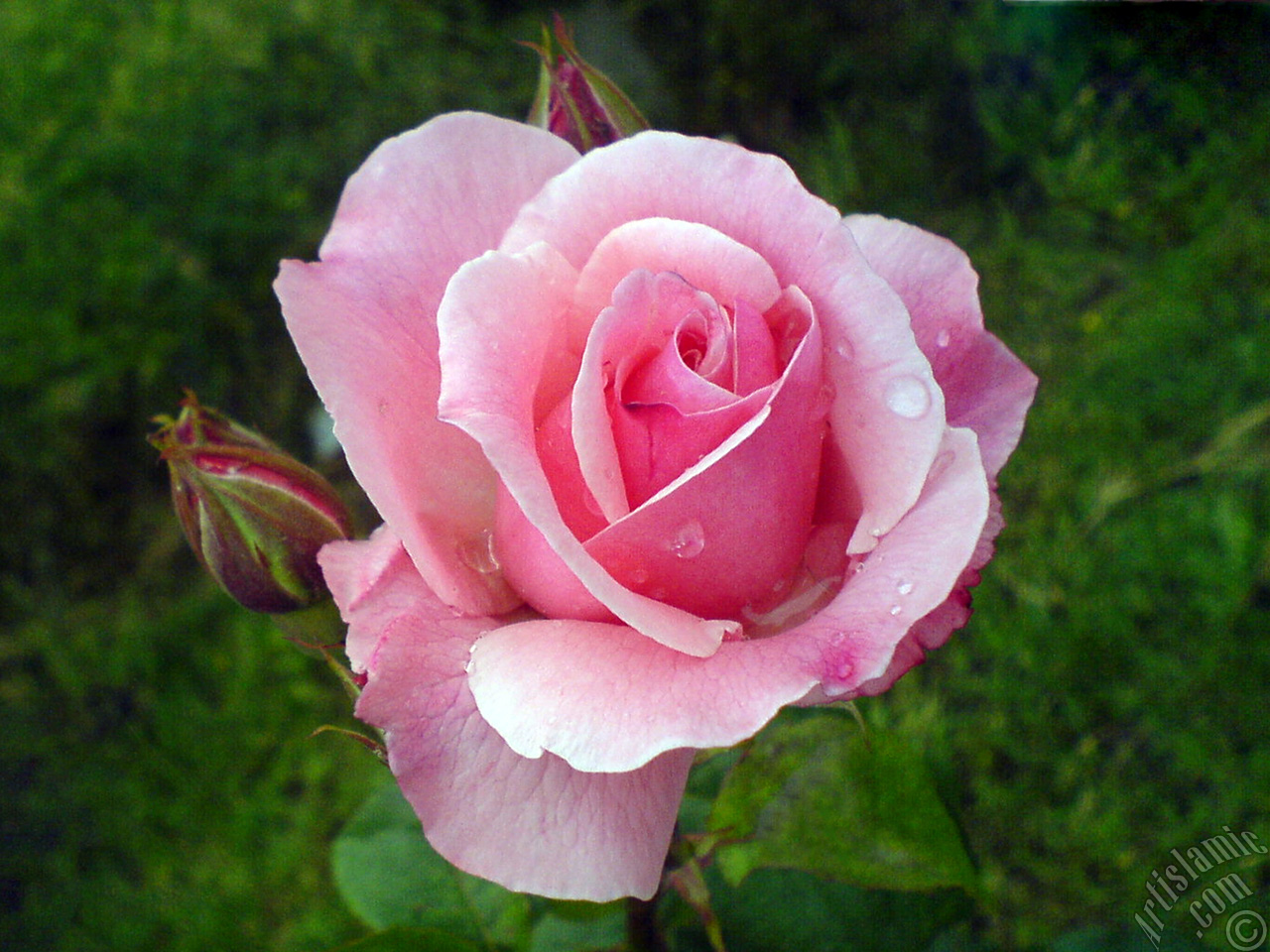 Pink rose photo.
