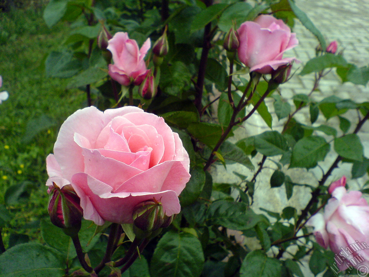 Pink rose photo.
