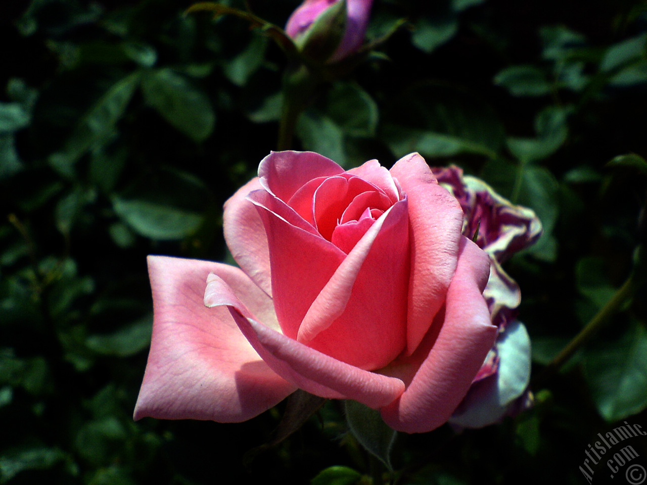 Pink rose photo.
