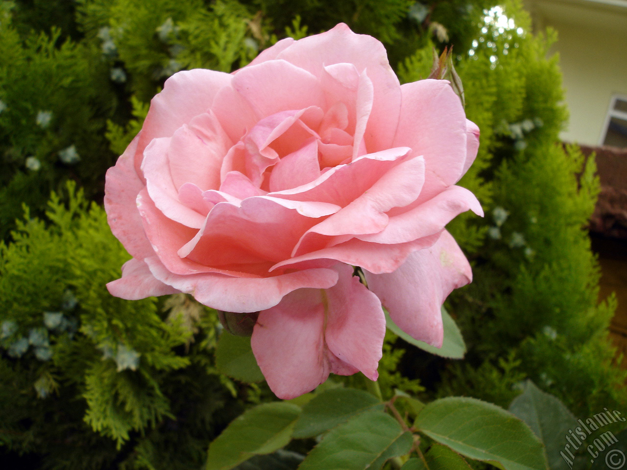 Pink rose photo.
