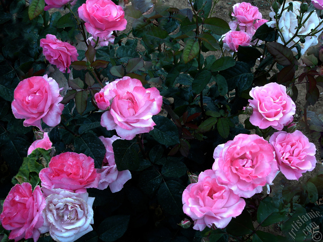 Pink rose photo.
