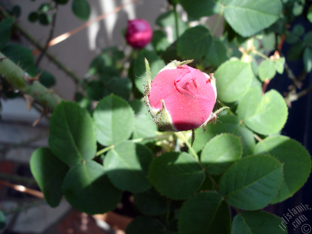 Pink rose photo.
