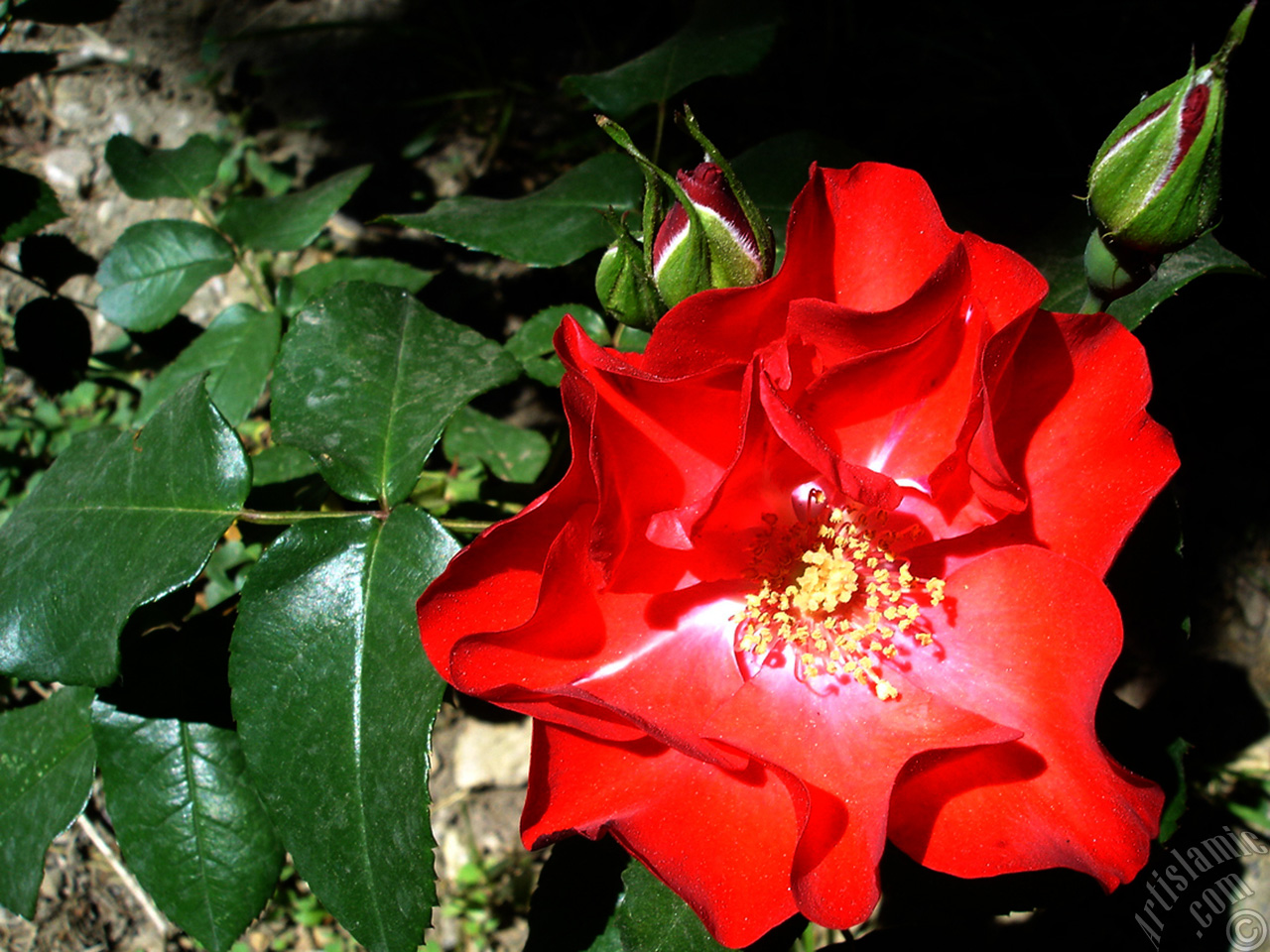 Red rose photo.
