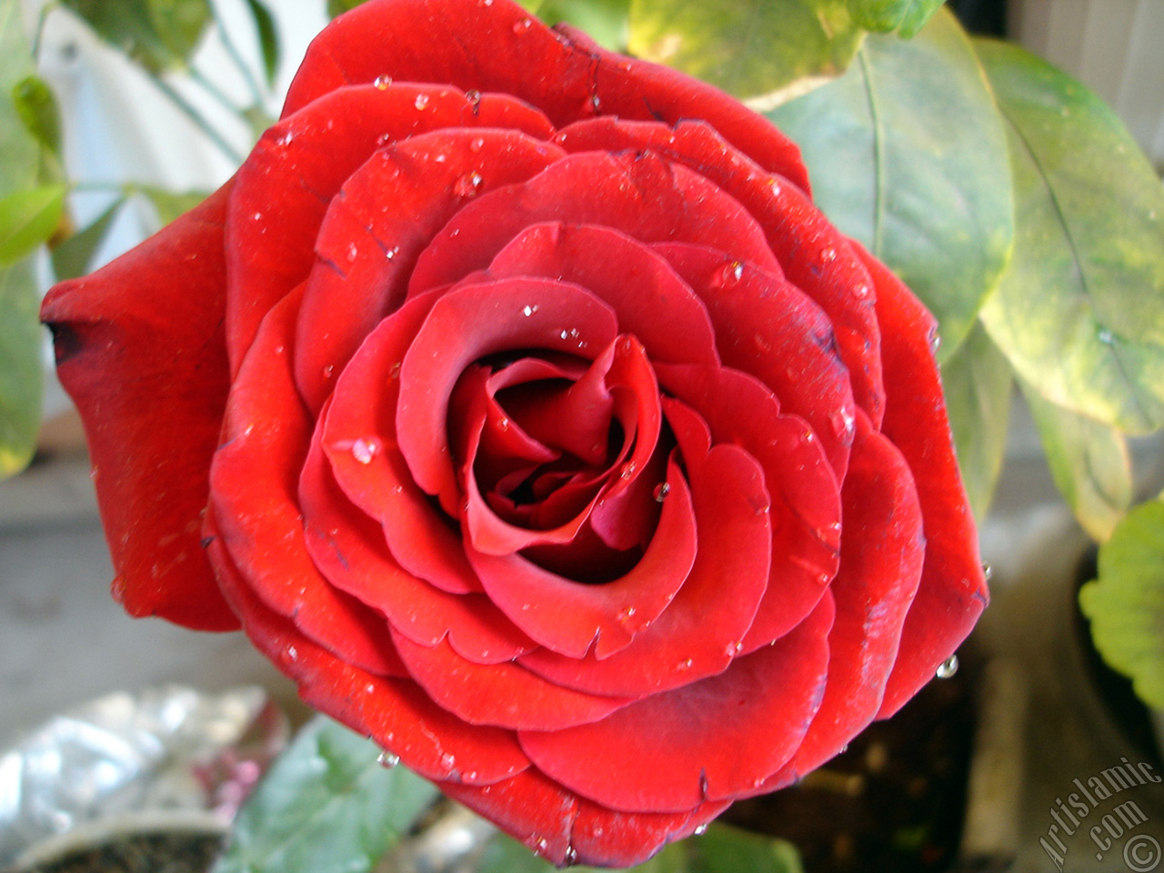 Red rose photo.
