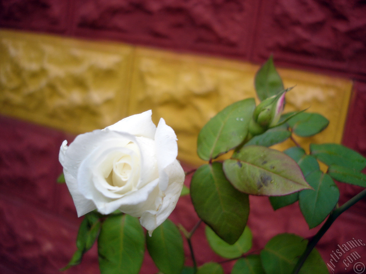 White rose photo.
