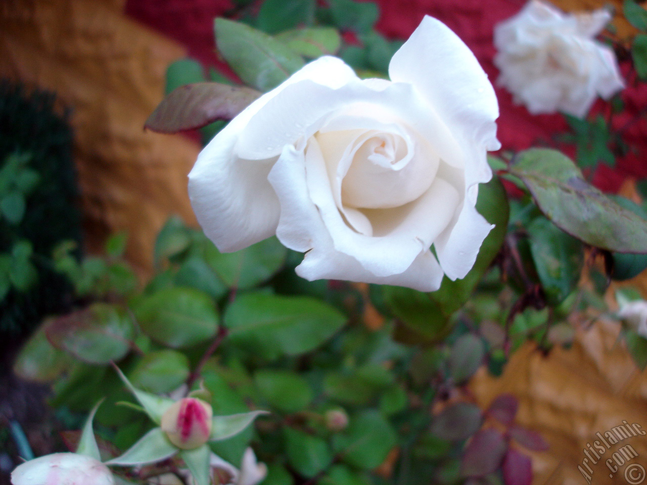 White rose photo.
