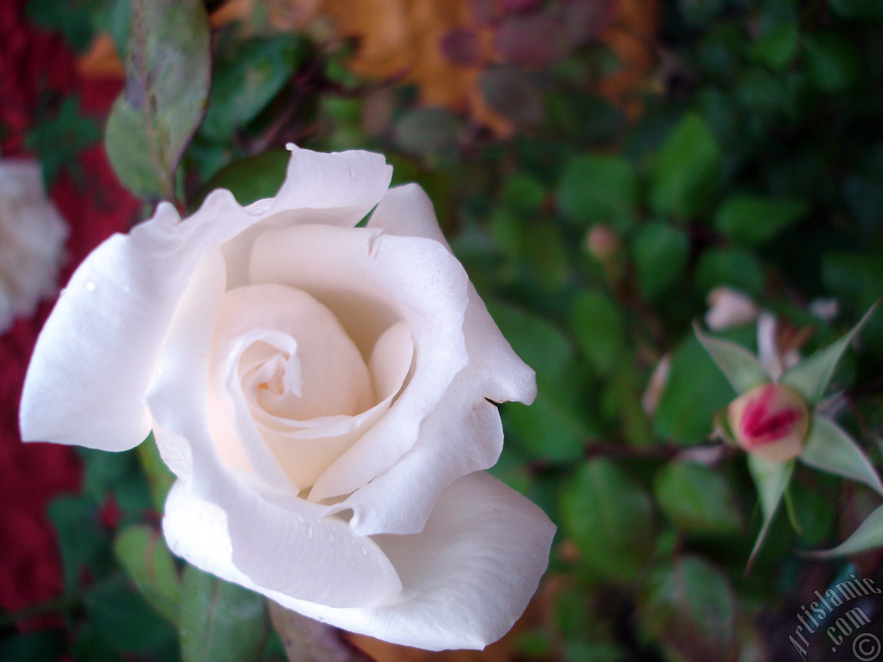 White rose photo.
