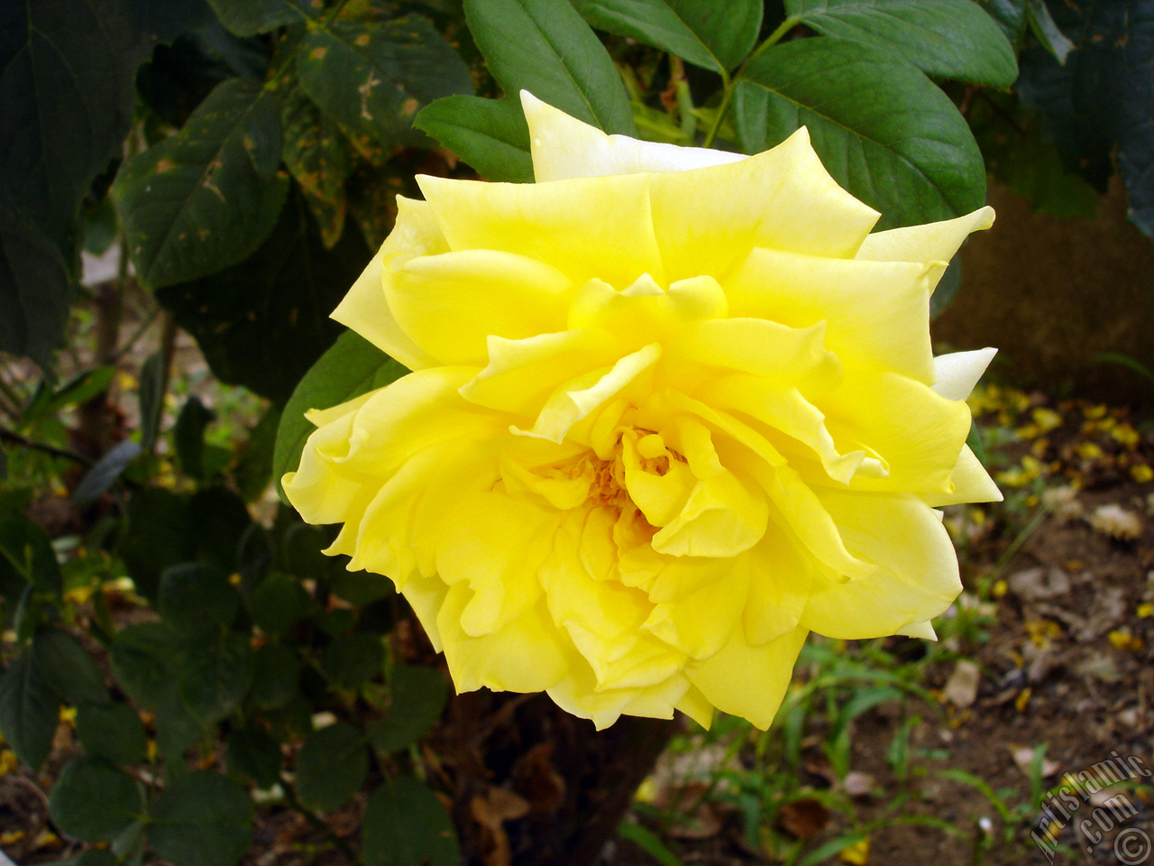 Yellow rose photo.
